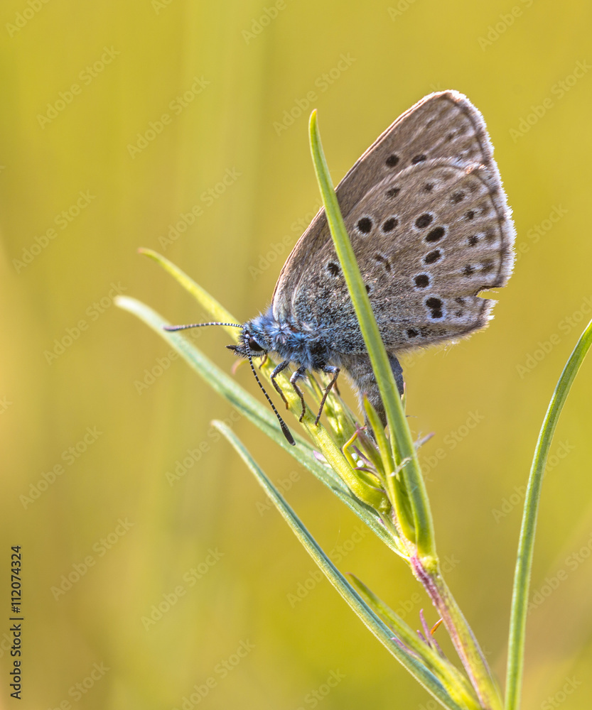 Obraz premium Reproducing Alcon blue butterfly
