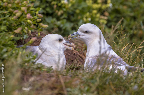 Northern fulmar  pair