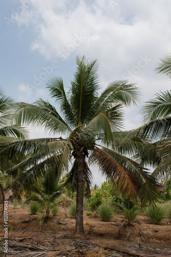 Green coconut at tree