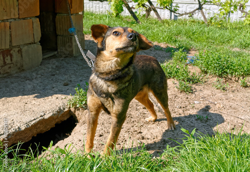 Cute lonely dog on a chain by the dirty kennel.