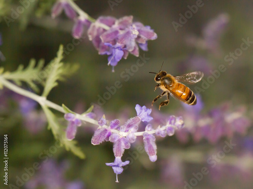 honey bee in flight © blewulis