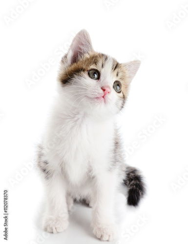 Kitten