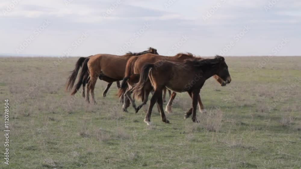 A herd of horses grazing on spring pasture. Foal with his mother
A herd of horses grazing on spring pasture. Foal with his mother