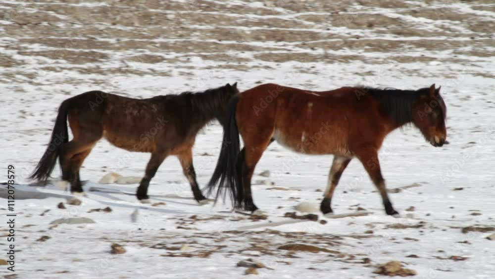 Two shaggy brown horses grazing at the foot of the mountains. Sayan mountains. Buryatia. Siberia. Russian Federation. Two shaggy brown horses grazing at the foot of the mountains. Sayan mountains. Buryatia. Siberia. Russian Federation.
