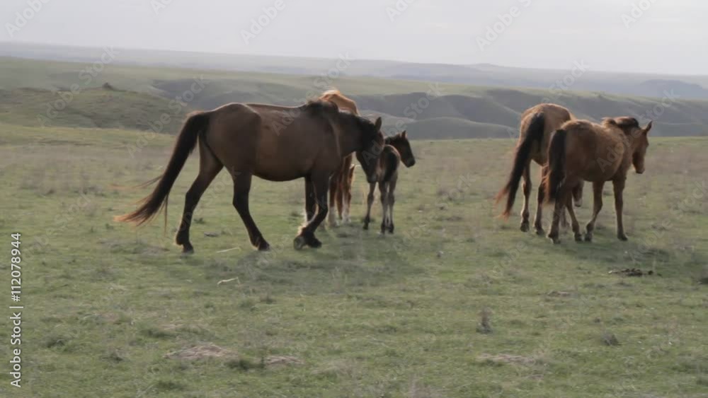 A herd of horses grazing on spring pasture
Foal with his mother
A herd of horses grazing on spring pasture
Foal with his mother