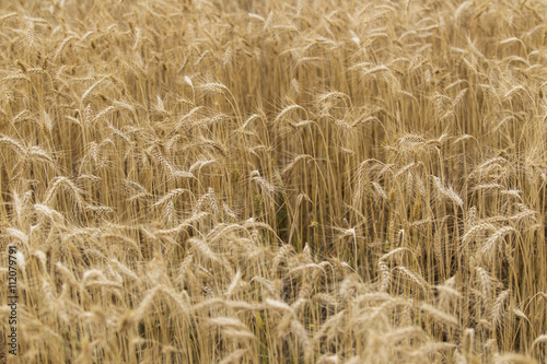 fields of wheat 13