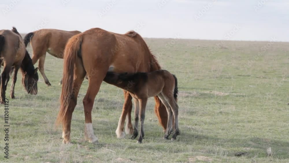 A herd of horses grazing on spring pasture A herd of horses grazing on spring pasture