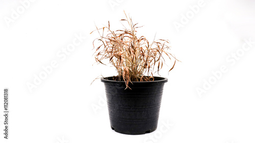 фотографія Wizened grass in the pot