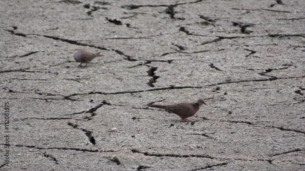 Dove feeding on the dry ground Dove feeding on the dry ground