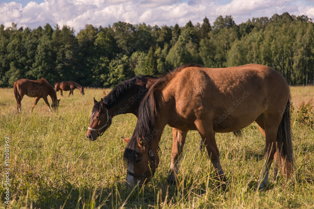 group of chestnut horses graze in a paddock. group of chestnut horses graze in a paddock.