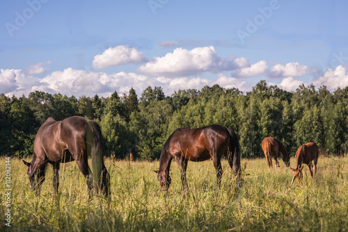 group of chestnut horses graze in a paddock.