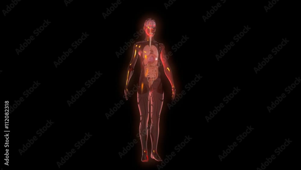 Human Anatomy Human Anatomy