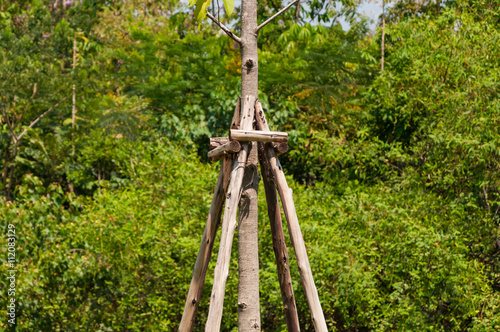 Supporting of young tree from wind in garden