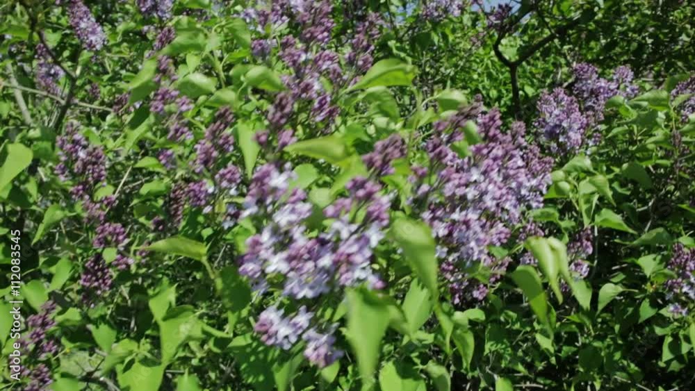 Beautiful lilac bush. Beautiful lilac bush.