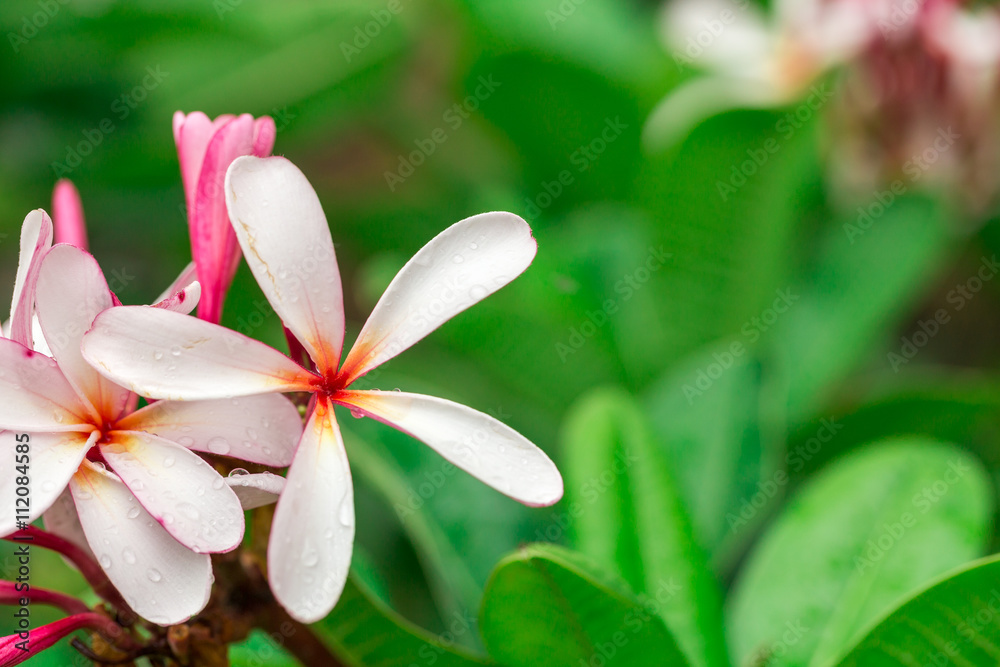 Fototapeta premium Plumeria flower with copy space for background.