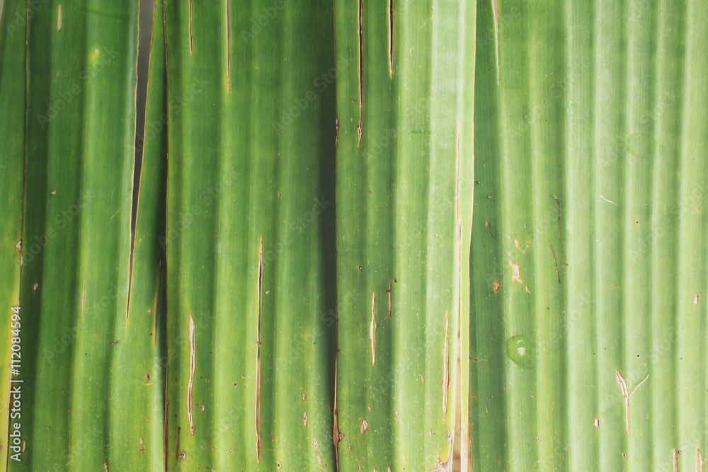 Fototapeta premium Banana leaves