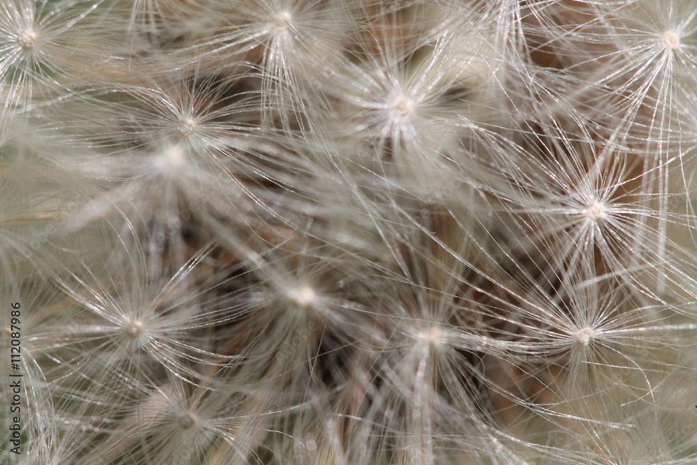 Dandelion air fluff Dandelion air fluff