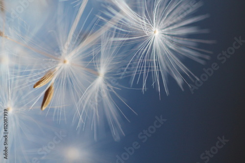 fluffy white dandelion on a blue background
