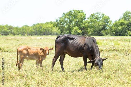 A calf is following closely by his mother, starring at a stranger who is on the sight. The cow is browsing joyously, but watching out for any threats to her child.