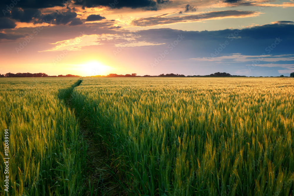 beautiful sunset in field with pathway to sun, summer landscape, bright colorful sky and clouds as background, green wheat