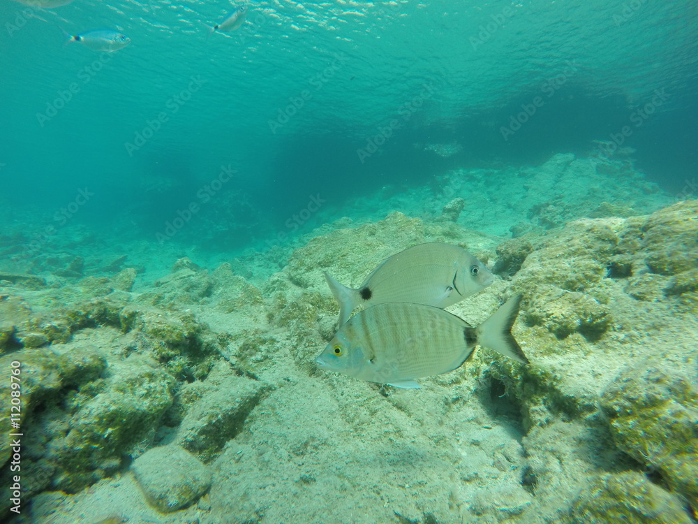 Fototapeta premium shoal of fish