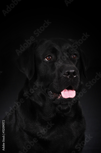 black dog Labrador Retriever © Anna Goroshnikova