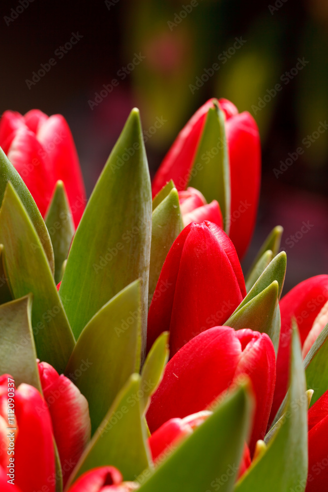 Naklejka premium beautiful tulips