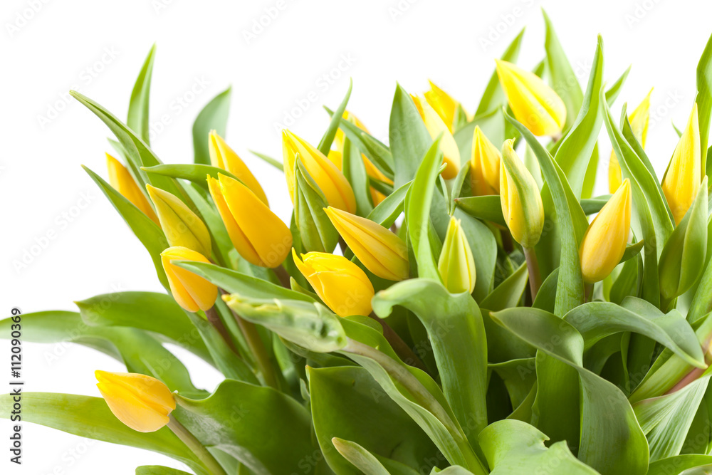 Obraz premium nice tulips