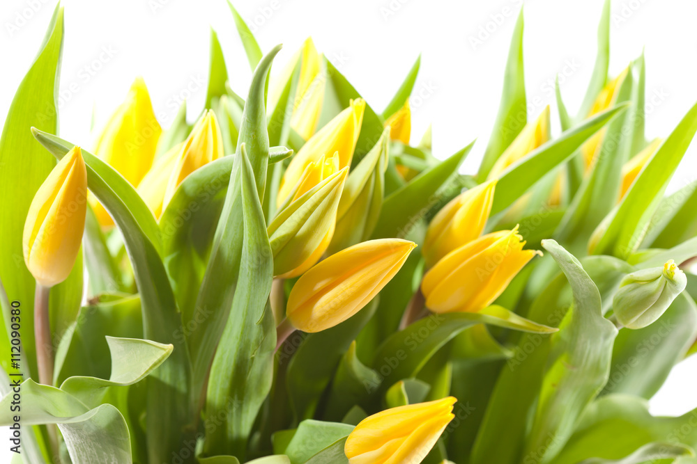 Obraz premium nice tulips