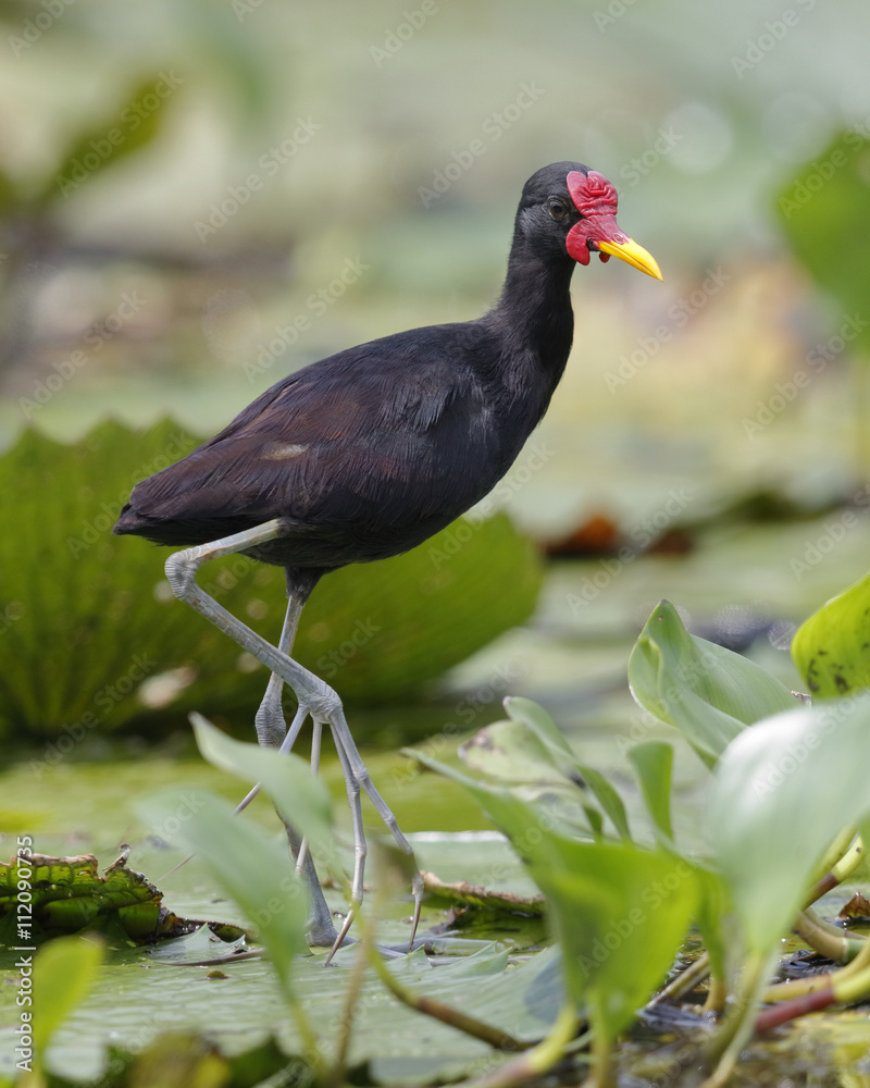 Wattled Jacana Walking on Lily Pads - Panama Wattled Jacana Walking on Lily Pads - Panama