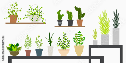 mini plants