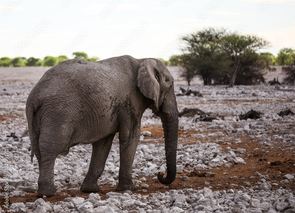 Fototapeta premium Animals' wildlife in Namibia, Africa
