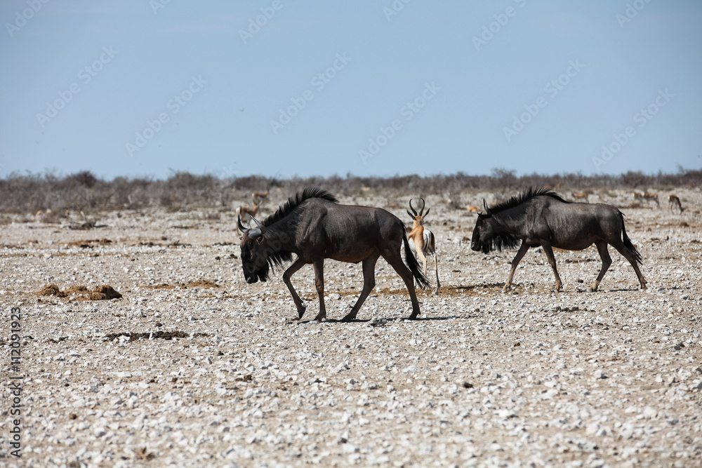 Animals' wildlife in Namibia, Africa Animals' wildlife in Namibia, Africa