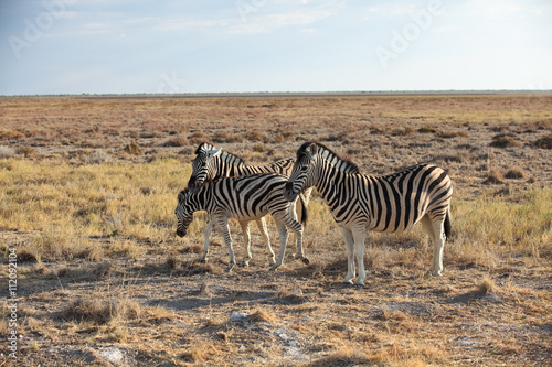 animals' wildlife in Namibia, Africa