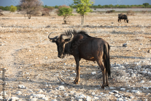 Fototapeta Naklejka Na Ścianę i Meble -  animals' wildlife in Namibia, Africa