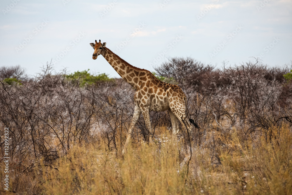 Fototapeta premium wild animals