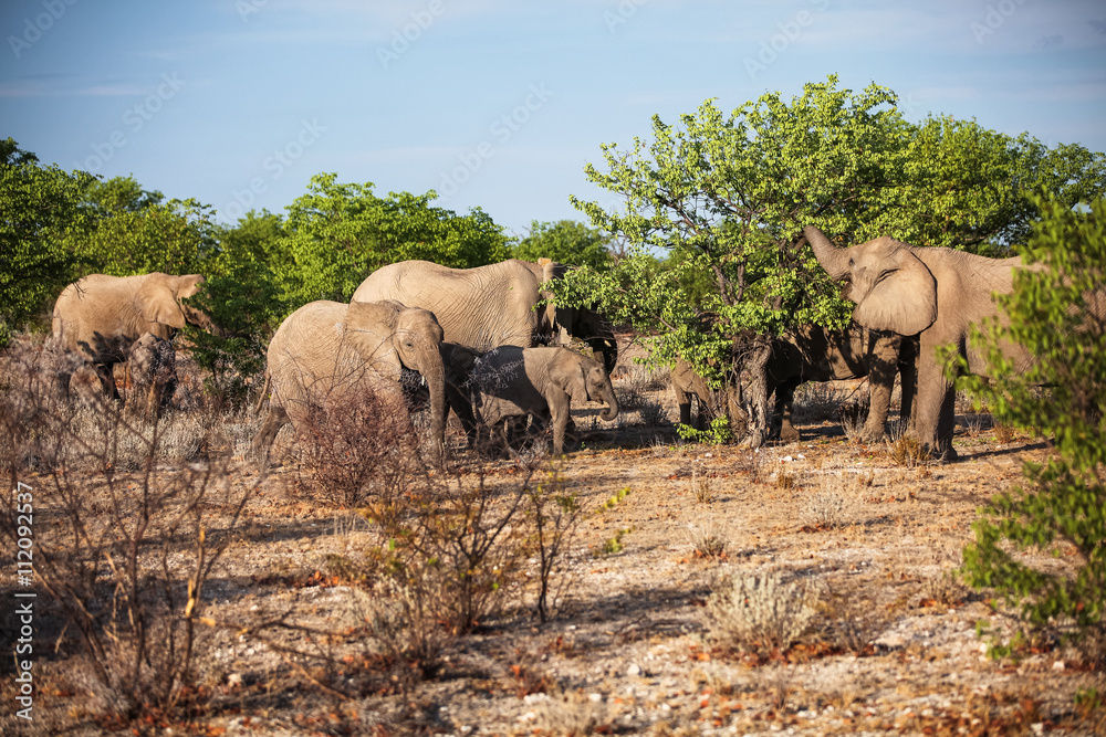 Fototapeta premium wild animals
