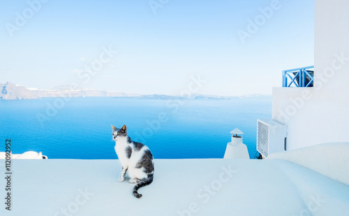 Canvas Print Cat against blue sky and sea in Santorini island, Oia, Greece