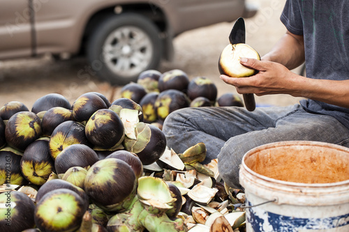 Man using a knife sheath a Asian Palmyra palm, Toddy palm, Sugar palm, Cambodian palm. photo