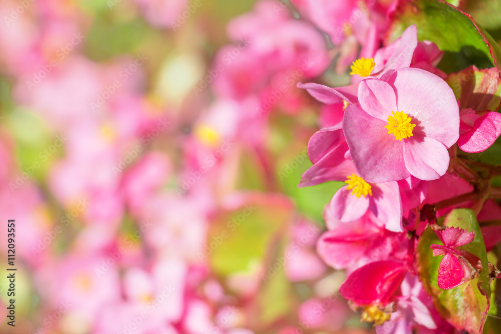 Obraz premium Pink flowers