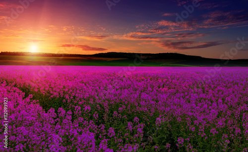 pink purple field, imagination, fantastic landscape, multicolor sky over the meadow with pink flowers. majestic sunrise. use as background. series creative images. color in nature. © jenyateua