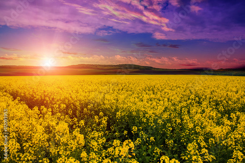 picturesque landscape multicolored sky above the meadow with yellow flowers. Beautiful majestic yellow flowers field and sunset background. use as background. series of creative images. 