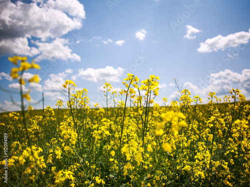 Yellow field of blooming rapeseed on background of blue sky
