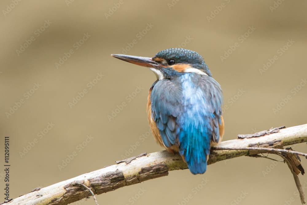 Fototapeta premium Eisvogel