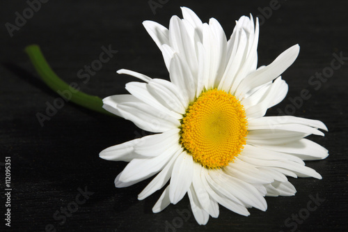 beautiful and romantic Daisy on black wooden background