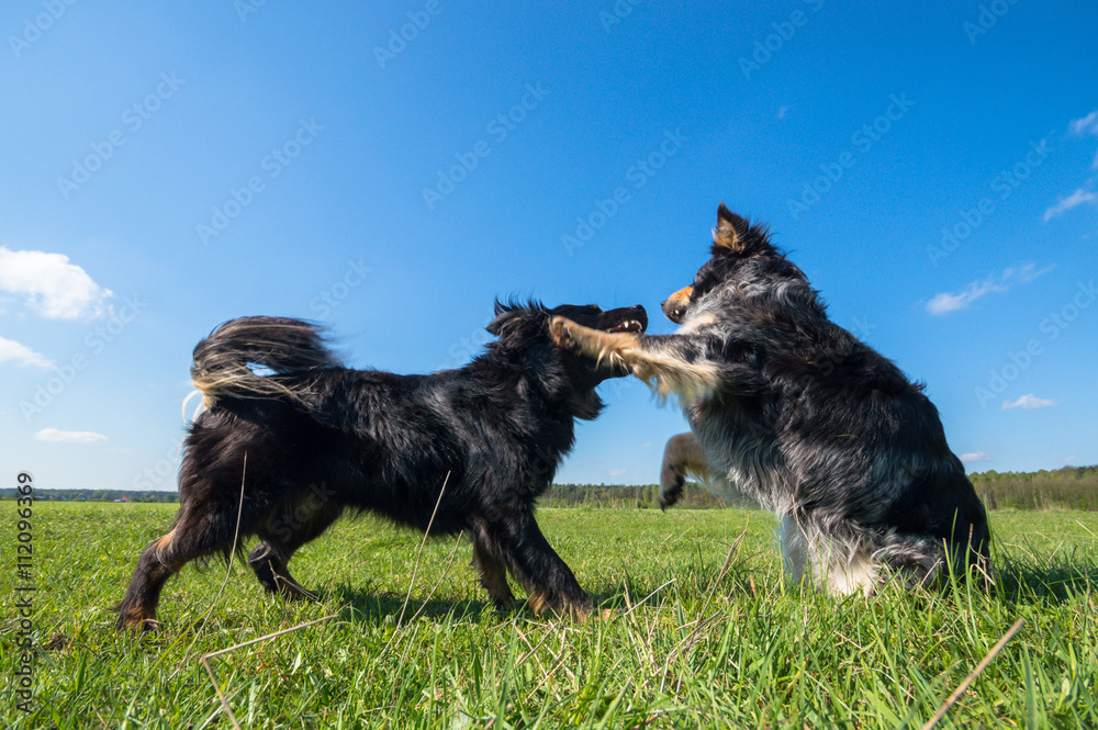 funny dog funny dog