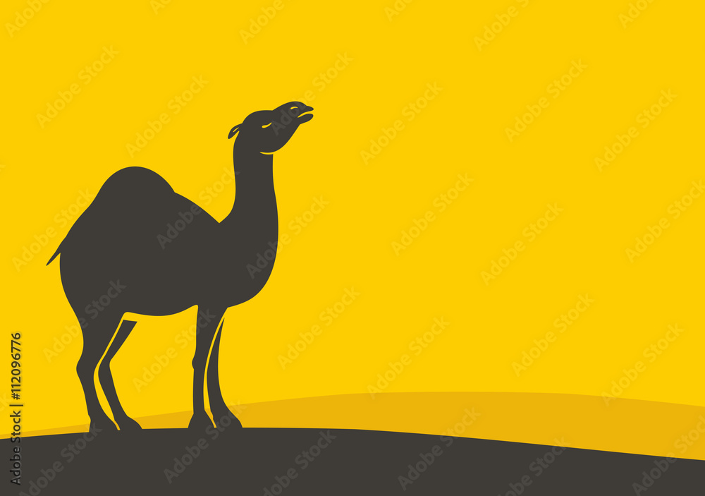Fototapeta premium Camel 