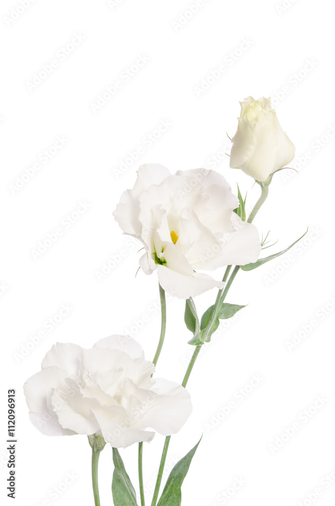 Beauty white flowers isolated on white. Eustoma Beauty white flowers isolated on white. Eustoma
