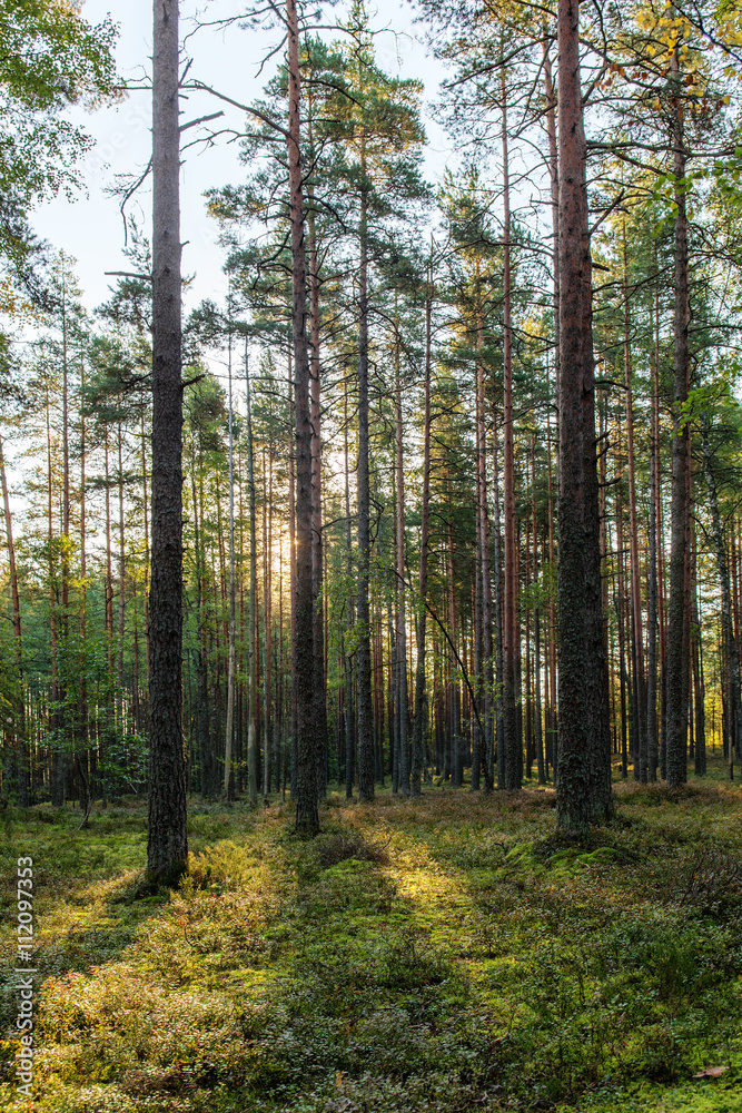 coniferous forest in early autumn