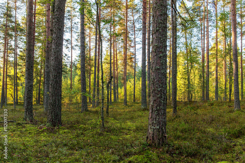 sunny coniferous forest © Maslov Dmitry